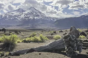 Dead tree and Llaima volcano, Conguillio National Park, Melipeuco, Region de la Araucania, Chile