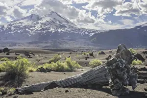 Deep Snow Prints: Dead tree and Llaima volcano, Conguillio National Park
