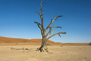 Namibia Prints: Dead tree in the salt and clay pan