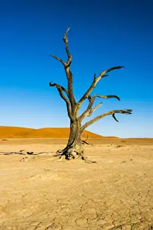 Dead tree in the salt and clay pan, Dead Pan, Sossusvlei, Namib-Naukluft-National Park, Namib Desert, Namibia