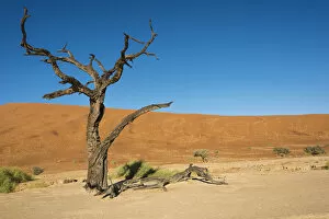 Images Dated 3rd September 2012: Dead tree in the salt and clay pan, Dead Pan, Sossusvlei, Namib Desert, Namibia