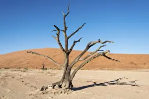 Salt Flat Prints: Dead tree in a salt and clay pan, Deadvlei, Sossusvlei, Namib Desert, Namibia
