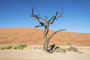 Dead tree in the salt and clay pan, Deadvlei, Sossusvlei, Namib Desert, Namibia