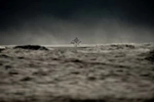 Images Dated 30th July 2011: A dead tree on the sand dune, MT.Bromo, Indonesia