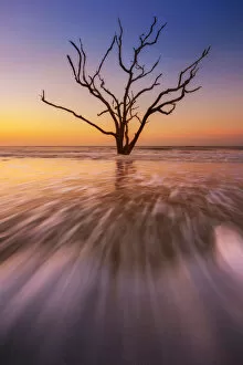Images Dated 8th May 2015: Dead tree in seawater