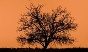 Images Dated 14th April 2013: dead tree silhouette with orange background