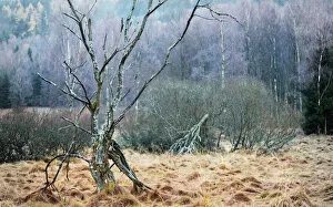 Dead tree standing on a meadow