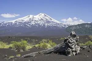 Stratovolcano Prints: Dead tree and the volcano Llaima at the back
