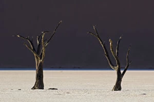 Images Dated 28th February 2016: Dead trees in the area known as the Deadvlei which is deep within the confines of Sossusvlei