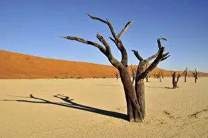Died Prints: Dead trees in the Dead Vlei, Deadvlei clay pan in the morning light