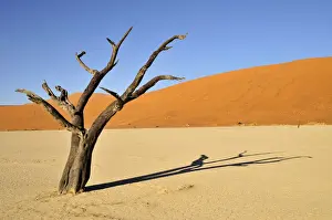 Died Prints: Dead trees in the Dead Vlei, Deadvlei clay pan in the morning light