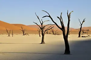Died Prints: Dead trees in the Dead Vlei, Deadvlei clay pan in the morning light