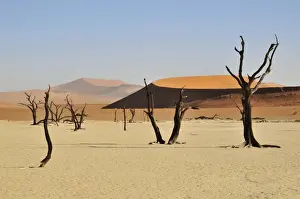 Died Prints: Dead trees in the Dead Vlei, Deadvlei clay pan in the morning light