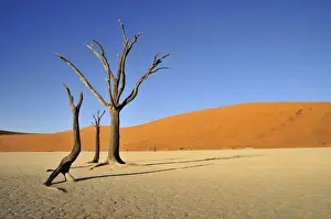Died Prints: Dead trees in the Dead Vlei, Deadvlei clay pan in the morning light