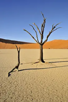 Died Prints: Dead trees in the Dead Vlei, Deadvlei clay pan in the morning light