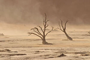 Stormy Gallery: Dead trees in the Dead Vlei, Deadvlei clay pan during a sandstorm, Namib Desert
