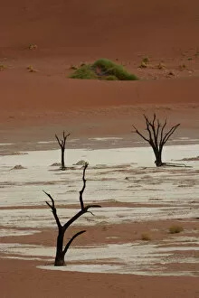 Images Dated 17th April 2013: Dead trees in Dead Vlei or Deadvlei, Namib, Hardap Region, Namibia