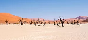 Images Dated 23rd May 2016: Dead trees in Dead Vlei, Namibia
