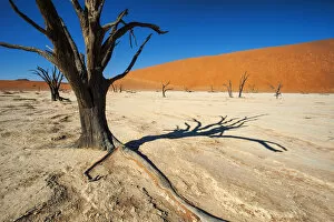 The Dead Trees of Deadvlei in the Intense Heat of December in Namib-Naukluft National Park, Namibia