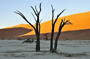 Ambiance Prints: Dead trees in Deadvlei in the morning light