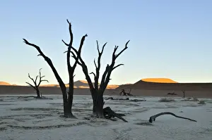 Ambiance Prints: Dead trees in Deadvlei in the morning light