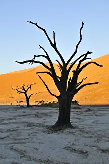 Ambiance Prints: Dead trees in Deadvlei in the morning light