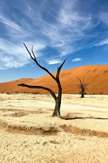 Natural Parkland Gallery: Dead Trees, Deadvlei, Namib desert, Namibia, Africa