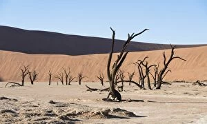 Images Dated 3rd September 2012: Dead trees in dried-up salt and clay pan, Dead Pan, Sossusvlei, UNESCO World Heritage Site