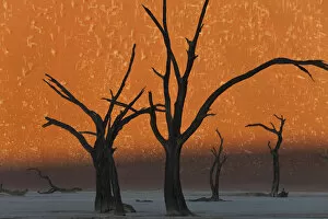 Images Dated 5th October 2009: Dead Trees, Dry Clay Pan, Dead Vlei, Namibia