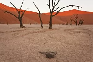 Dead Trees, Dry Clay Pan, Dead Vlei, Namibia