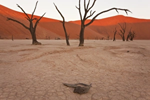 Images Dated 2009 October: 