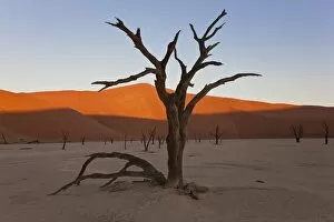 Images Dated 6th October 2009: Dead Trees, Dry Clay Pan, Dead Vlei, Namibia
