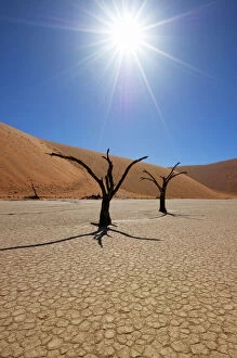 Dead trees and sand dunes in blistering hot sunlight at Deadvlei, Sossusvlei Salt Pan, Namib Naukluft National Park