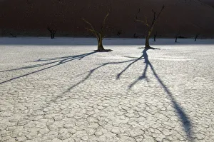 Amazing Deserts Gallery: Dead Vlei, Sossusvlei, Namibia