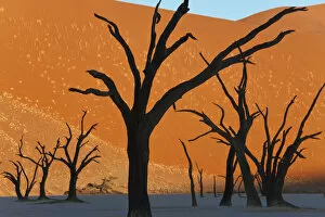 Images Dated 5th October 2009: Dead Vlei, Soussusvlei, Namibia, Africa