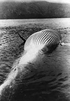 Float Prints: Dead Whale