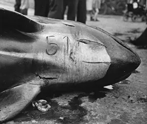 Whale Prints: Dead Whale