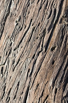 Images Dated 3rd September 2012: Dead wood, detail, Dead Pan, Sossusvlei, Namib Desert, Namibia