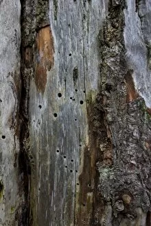 Images Dated 8th October 2013: Dead wood with insect gnaw marks and holes in the wood, Germany