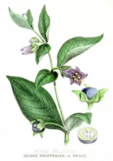 Images Dated 3rd May 2017: Deadly nightshade poison engraving 1857
