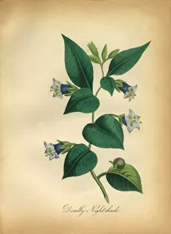 Images Dated 7th July 2016: Deadly Nightshade Victorian Botanical Illustration