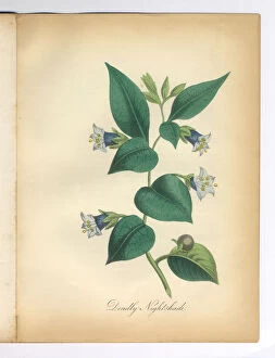 Images Dated 7th July 2015: Deadly Nightshade Victorian Botanical Illustration