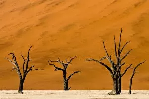 Images Dated 15th March 2017: Deadvlei, Namibia, Africa