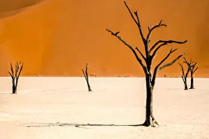 Natural Parkland Gallery: Deadvlei, Namibia, Africa