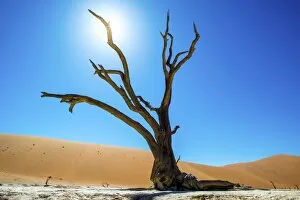 Deadvlei pan and dunes, estimated 900 year old dead camel thorn trees (Acacia erioloba)