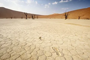 Images Dated 5th October 2008: Deadvlei, Sossusvlei, Namibia