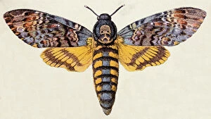 Butterfly Insect Gallery: Death s-head Hawk moth (Acherontia atropos), insect animals antique illustration