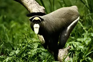 DeBrazzas monkey (Cercopithecus neglectus) in tree, Africa