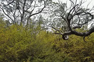 Tasmania Prints: Deciduous beech (Fagus) in fall colours