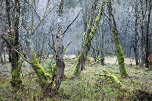 Deciduous forest with gnarled trees overgrown by moss and lichen